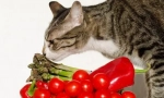 Естествена храна за котка